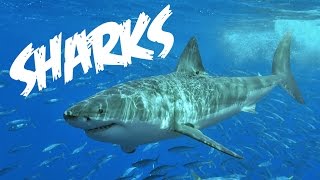 Sharks - The Ultimate Sea Predators