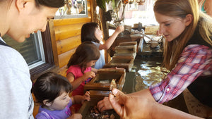 Kids sifting rocks at the sluice