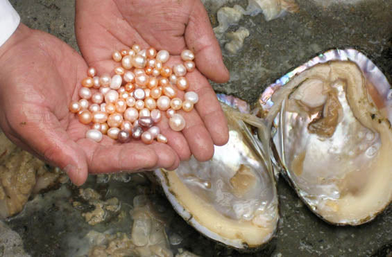 The Majestic Queen Oyster
