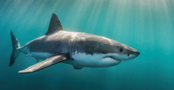 A Shark-tastic Summer